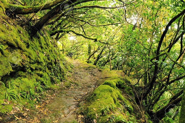 La Gomera Island Day Trip from Tenerife: Lunch and Wine Included