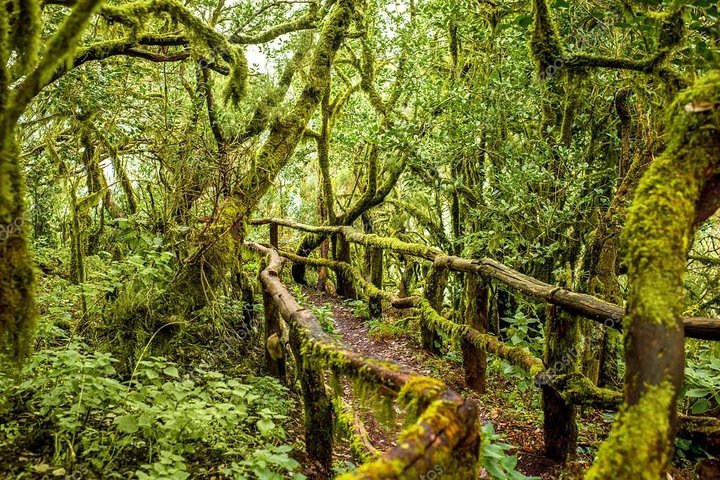 La Gomera Island Day Trip from Tenerife: Lunch and Wine Included