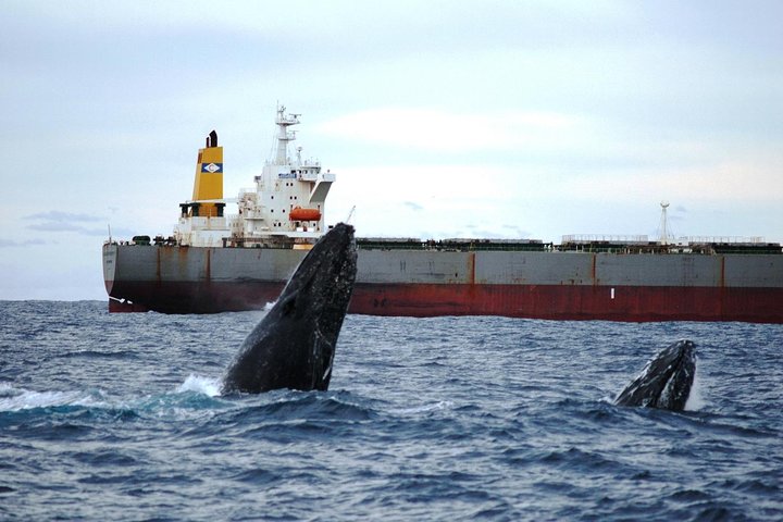 Newcastle Whale Watching Cruise