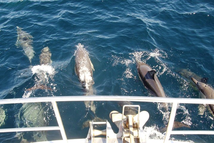 Newcastle Whale Watching Cruise