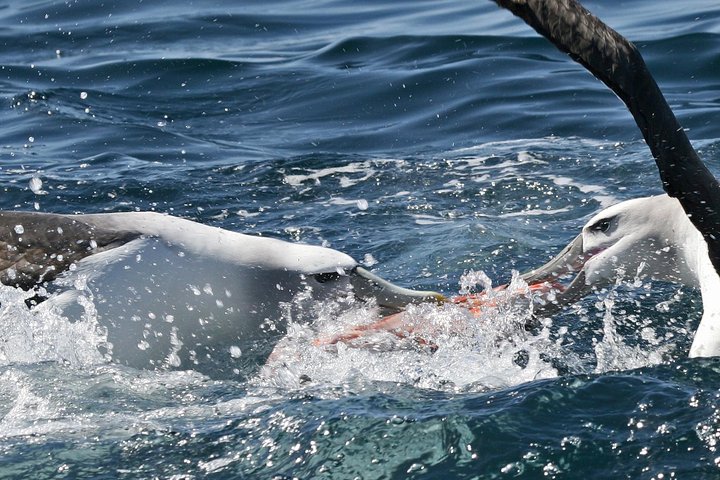 Dunedin Wildlife Cruise-Albatross, seals and harbour