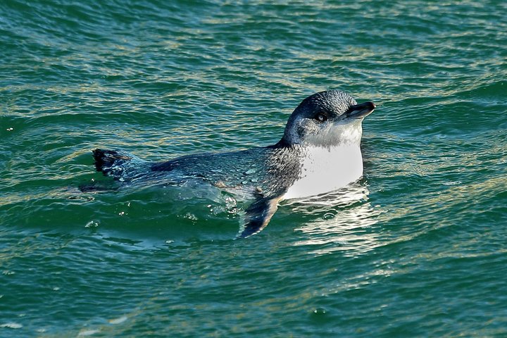 Dunedin Wildlife Cruise-Albatross, seals and harbour