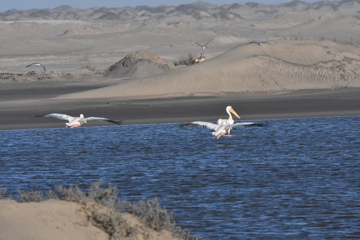 Sandwich harbour and Welwitschia Tour