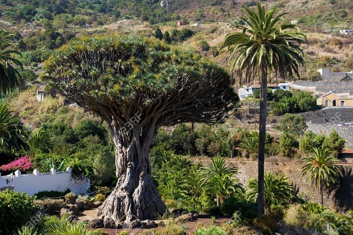 Mt. Teide and Masca Valley Tour in Tenerife