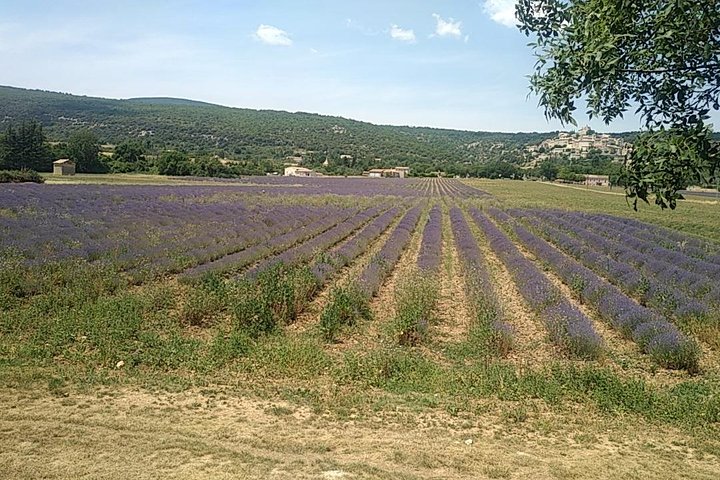 5-Hour Private Sightseeing Tour of the Provence from Marseille in Luxury Car