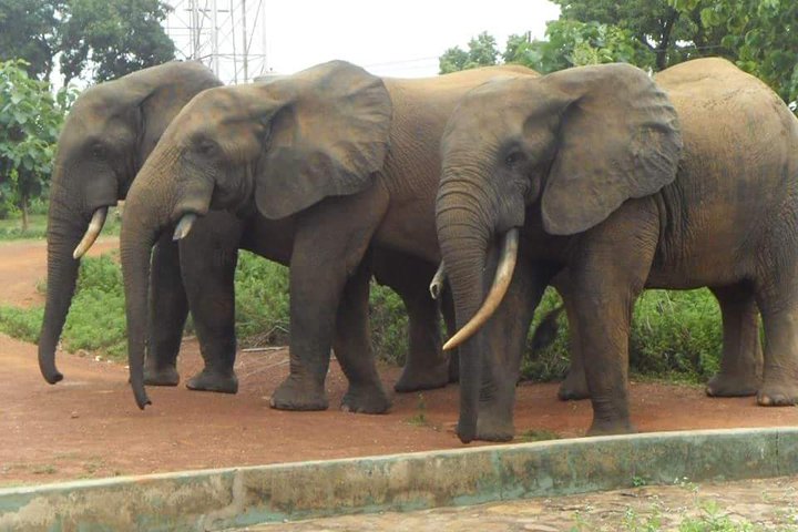 5 Days Adventurous Wildlife Safari
