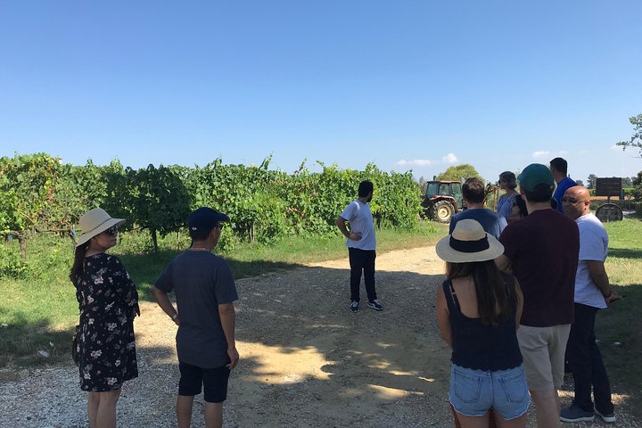 Private wine tour on the magical hills of Lucca with sommelier