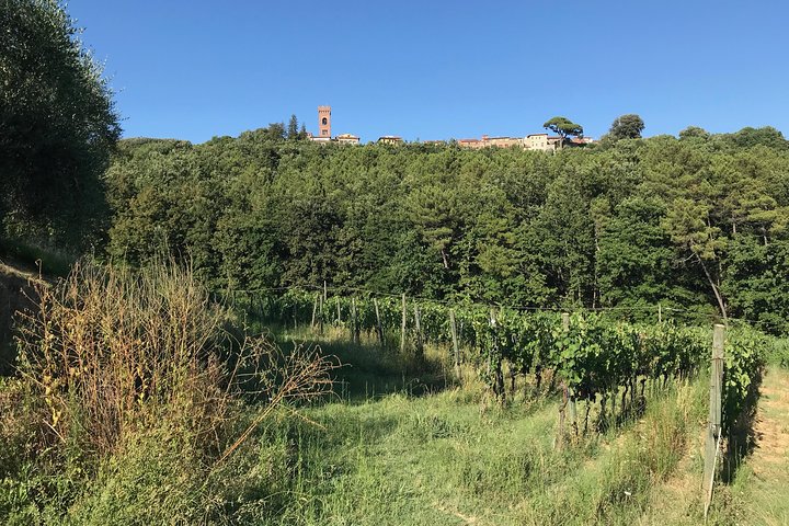 Private wine tour on the magical hills of Lucca with sommelier