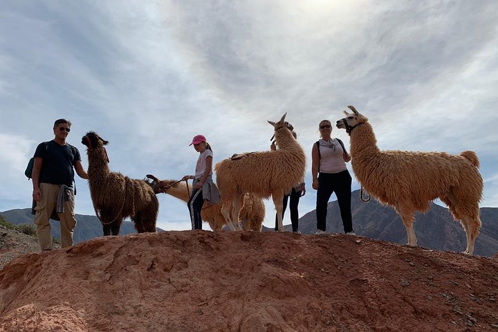 Purmamarca Walk with Llamas