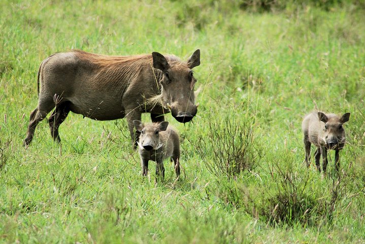 Hell's Gate Cycling Tour & Lake Naivasha Boat Ride from Nairobi