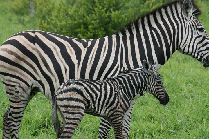 Hell's Gate Cycling Tour & Lake Naivasha Boat Ride from Nairobi