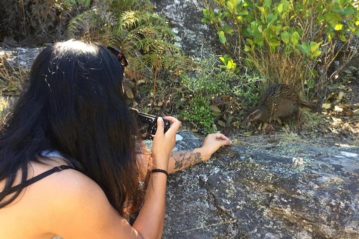 Mou Waho Island Cruise and Guided Nature Walk