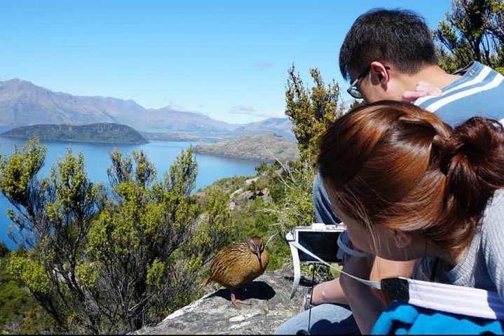 Mou Waho Island Cruise and Guided Nature Walk