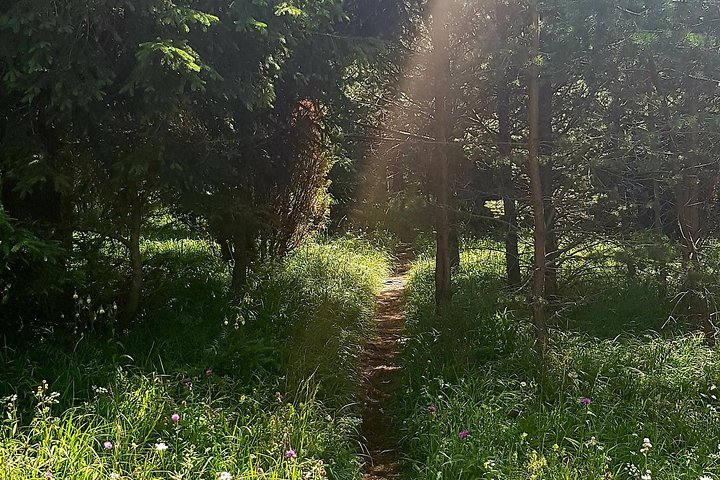Discover Apuseni Mountains - Scarita Summit,Sipote Waterfall and Dumesti Village