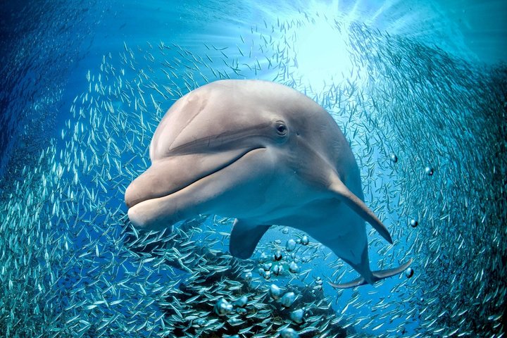 Coral World Ocean Park General Admission Ticket
