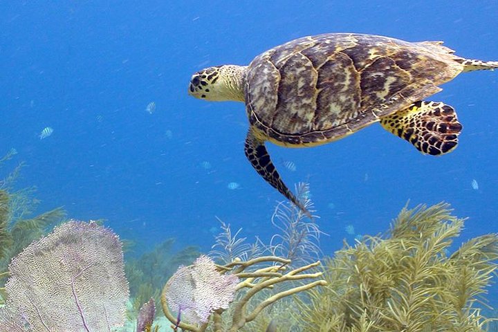 Coral World Ocean Park General Admission Ticket