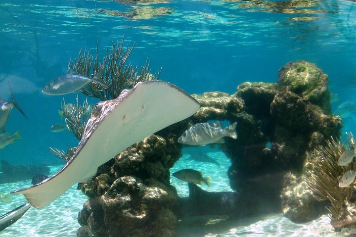 Coral World Ocean Park General Admission Ticket