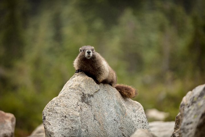 Mt. Rainier National Park Highlights Tour