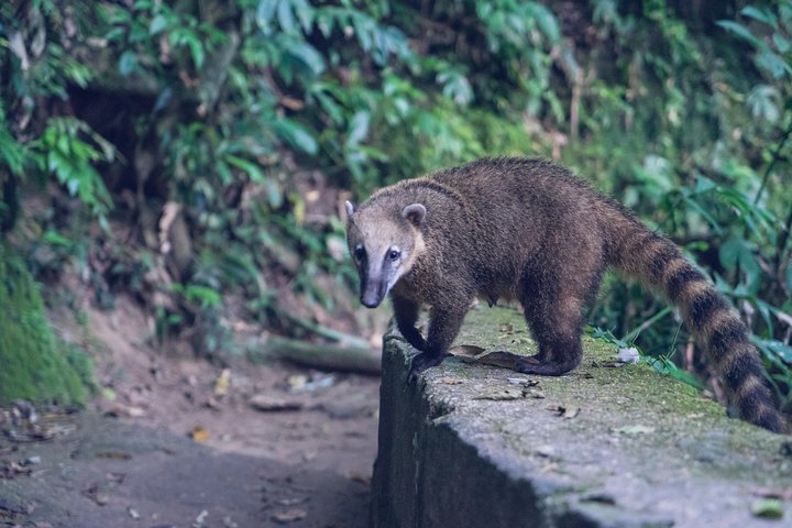 Rio: Tijuca Rainforest Hike, Wildlife, Waterfalls & Caves