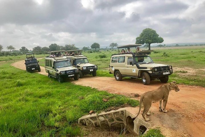 3 Days 2 Nights Adventures At Mikumi National Park