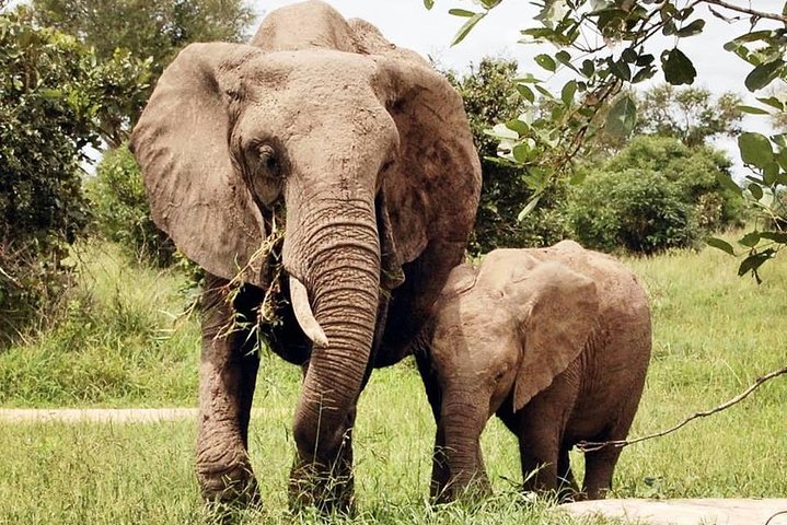 3 Days 2 Nights Adventures At Mikumi National Park