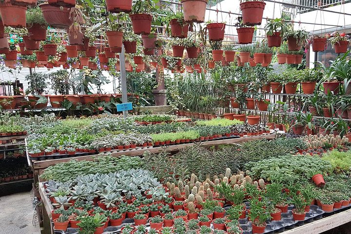 Cameron Highlands to Kuala Lumpur