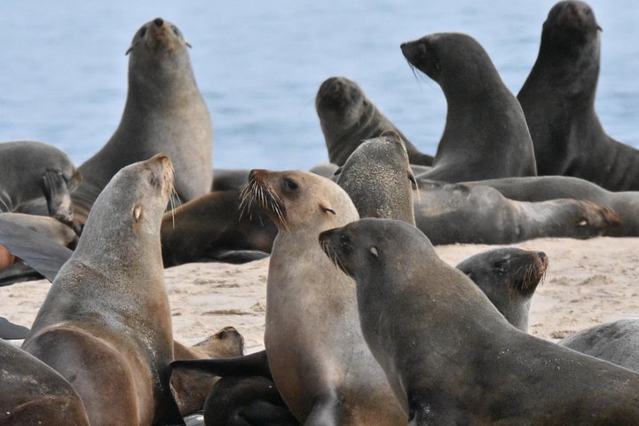 Sandwich Harbour Adventure Seals and Sandwich harbour dune drive