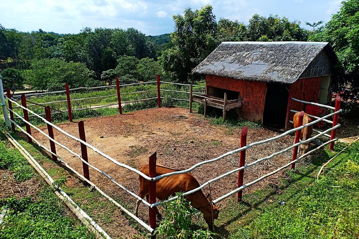 Northern Bintan Full Day Tour