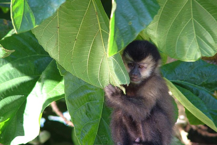 Iguazu Falls Tour, Boat Ride, Train and Safari Truck
