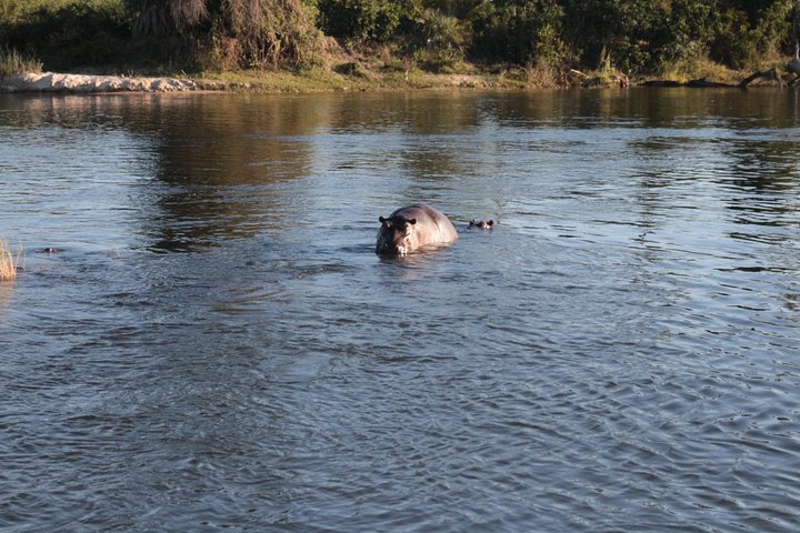 Zambezi Sunset Cruise – Wildlife, Drinks & Breathtaking Views