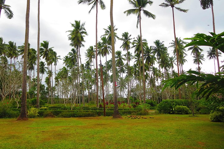 Immerse in Culture: Villa Escudero Coconut Plantation Experience
