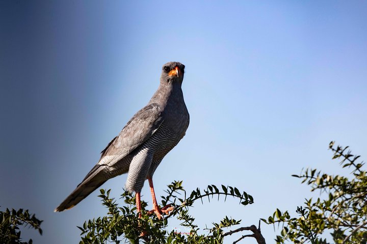Addo Elephant National Park All Inclusive Full-Day Safari