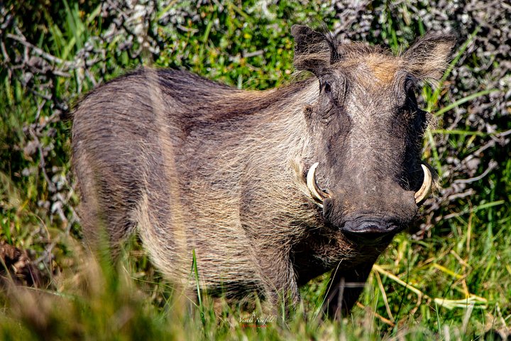 Addo Elephant National Park All Inclusive Full-Day Safari