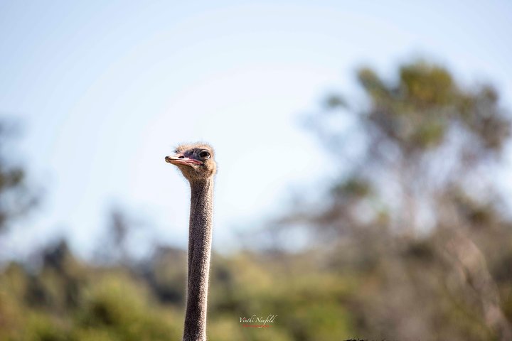 Addo Elephant National Park All Inclusive Full-Day Safari