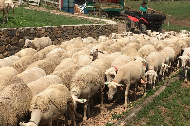 Private tour on Caminhos de Pedra in Bento Gonçalves RS