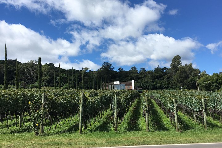 Private Tour of Family Wineries in Bento Gonçalves RS