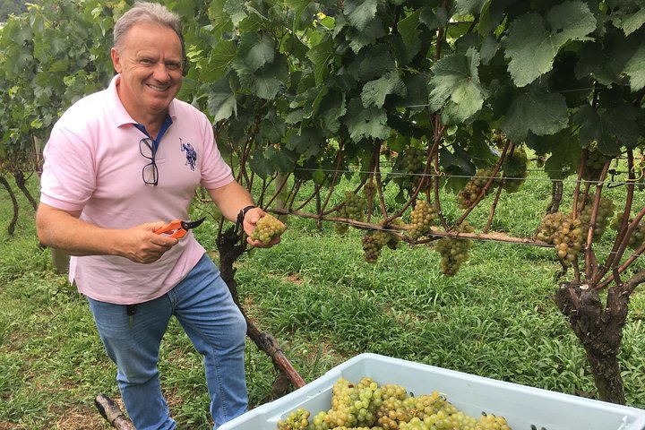 Private Tour of Family Wineries in Bento Gonçalves RS