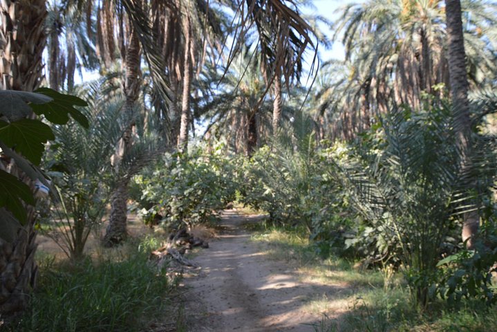 Tozeur and the mountain Oasis
