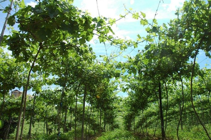 Private Tour of the Largest Wineries in Bento Gonçalves RS