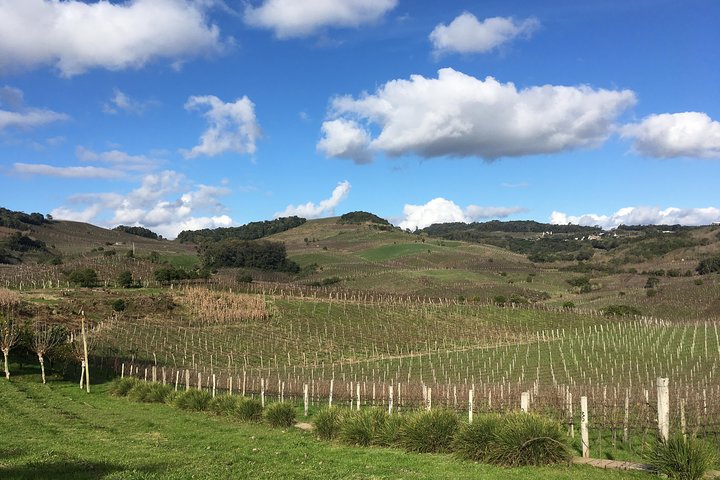 Private Tour of the Largest Wineries in Bento Gonçalves RS