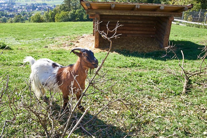 Heidiland and Liechtenstein Tour from Zurich