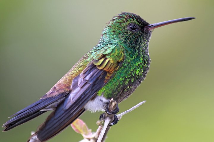 Bird Sanctuaries Tour