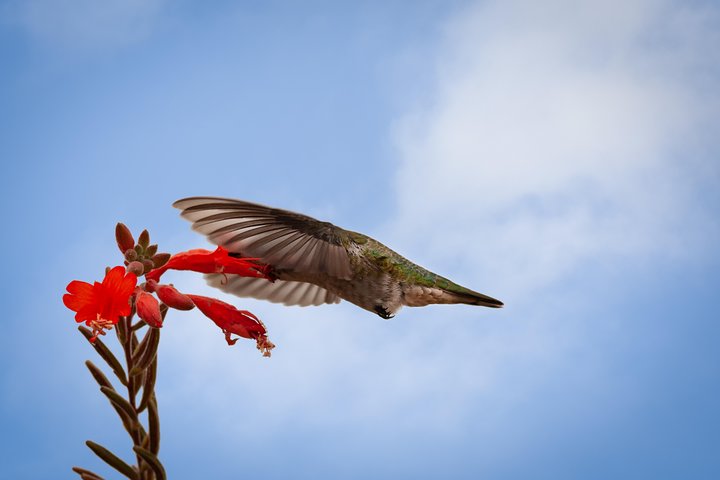 Bird Sanctuaries Tour