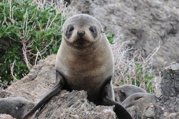 Seal Coast Safari - Exclusive access to Wellington's secret coast