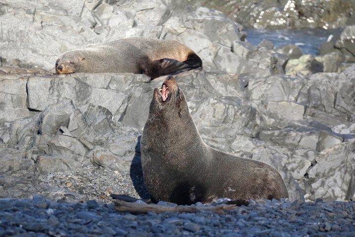 Seal Coast Safari - Exclusive access to Wellington's secret coast