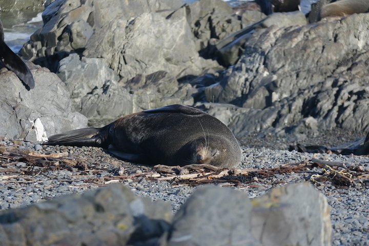 Seal Coast Safari - Exclusive access to Wellington's secret coast