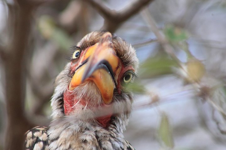 4 Day Kruger National Park Tour
