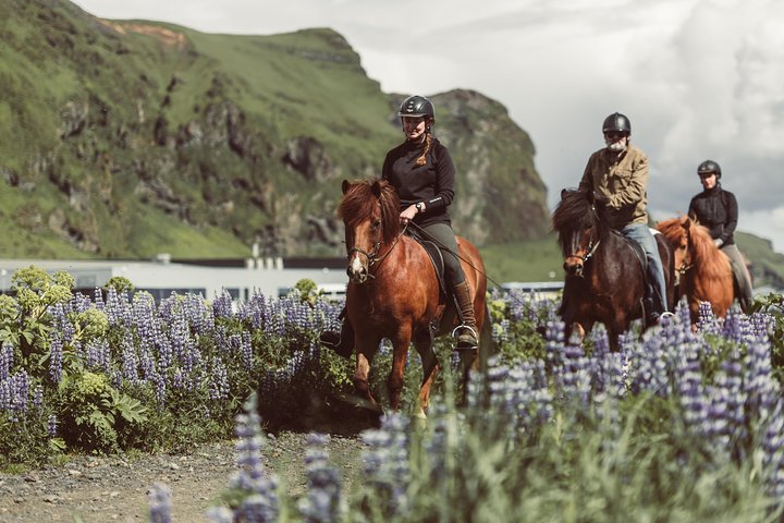Black Sand Beach Horse Riding Tour from Vik