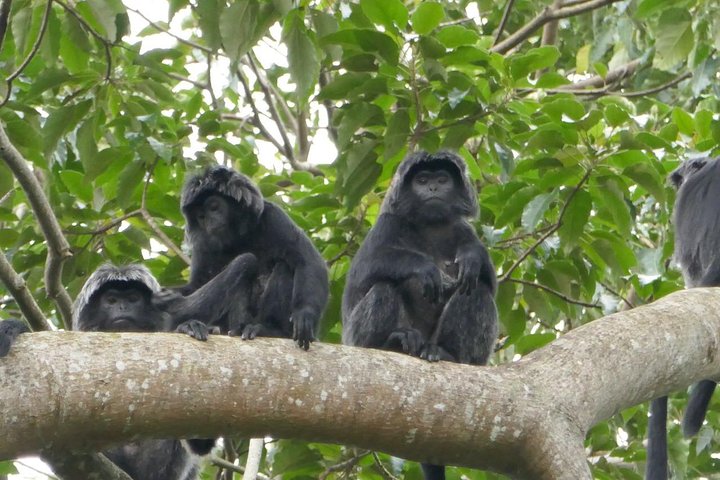 Tetebatu Walking Tour - Rice Terraces, Waterfall & Monkey Forest