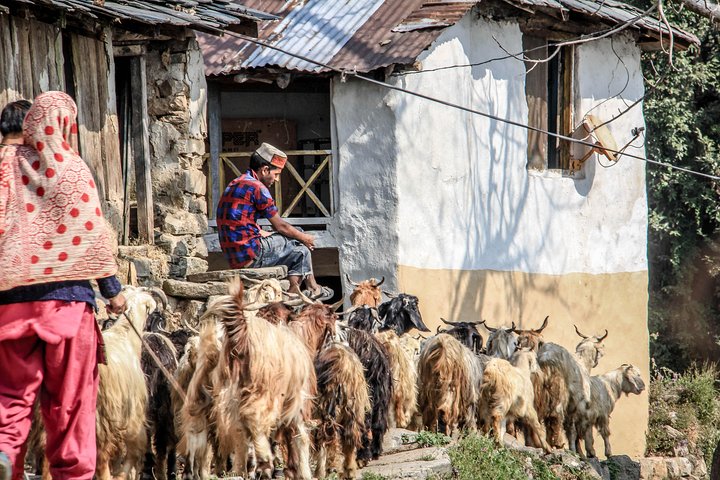 7 Days Dharamsala - Dalai Lama home Trek